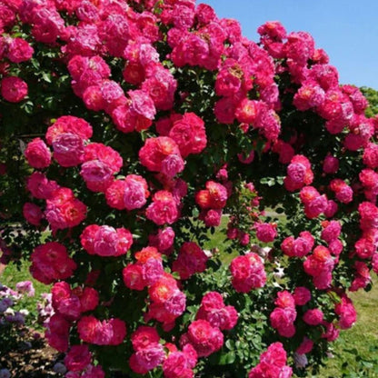Elegant Climbing Rose Flower Seeds | 🔥Hybrid & Imported Quality🔥